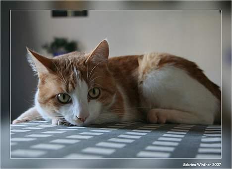 Huskat Felix R.I.P. - Skulle man overfalde kameraet eller personen bag det? billede 17