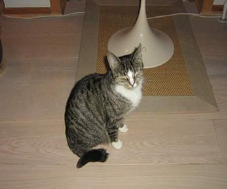 Huskat chika - jeq er SÅ træt! ;D billede 5