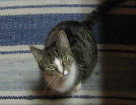 Huskat chika - mmh, der er mad på vej (: billede 6