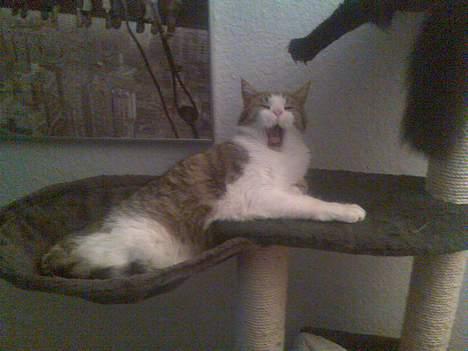 Blanding af racer Pjuske forsvundet  - Gaaaaab det er hårdt at være til...GG billede 6