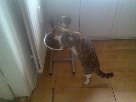 Blanding af racer Pjuske forsvundet  - ja hundemad er også godt.. GG billede 7