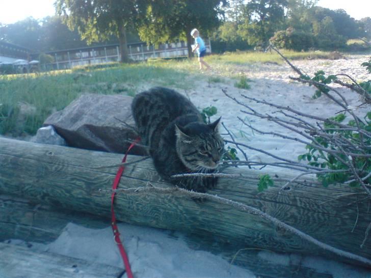 Blanding af racer TELLO (Donatello)  R.I.P. - TELLO VED STRANDEN billede 9