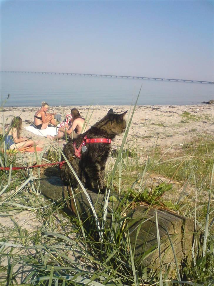 Blanding af racer TELLO (Donatello)  R.I.P. billede 10