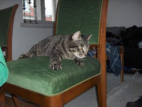 Blanding af racer TELLO (Donatello)  R.I.P. - SKARPE KLØR billede 11