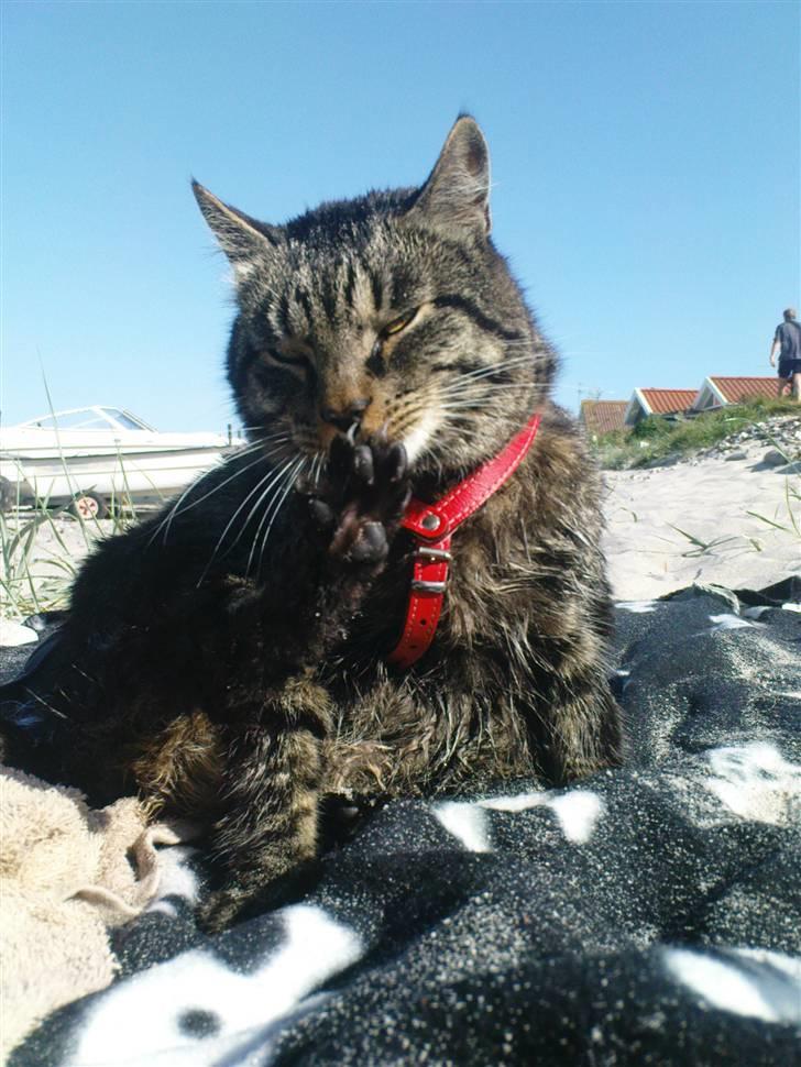 Blanding af racer TELLO (Donatello)  R.I.P. billede 12