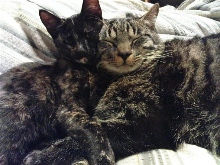 Blanding af racer TELLO (Donatello)  R.I.P. - TRUE LOVE billede 13