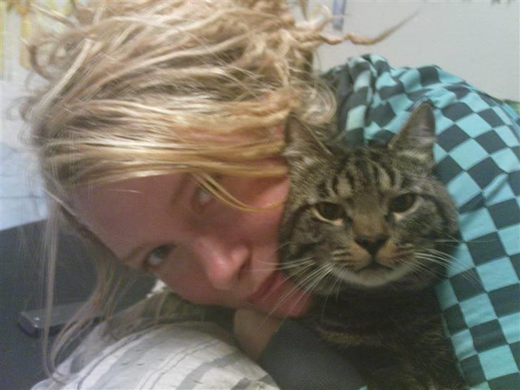 Blanding af racer TELLO (Donatello)  R.I.P. - Verdens bedste kat billede 14