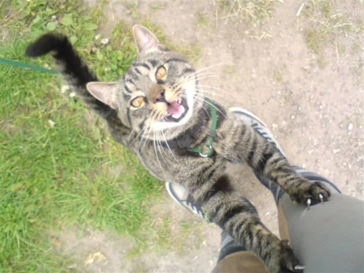 Blanding af racer TELLO (Donatello)  R.I.P. - VIL OP MOR!!!! billede 15