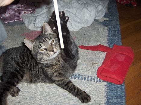 Blanding af racer TELLO (Donatello)  R.I.P. - ælsker sugerør billede 16