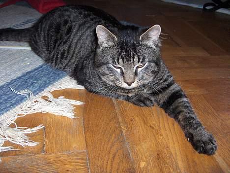 Blanding af racer TELLO (Donatello)  R.I.P. billede 17