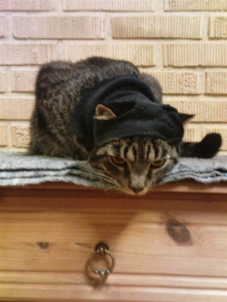 Blanding af racer TELLO (Donatello)  R.I.P. - Ninjaaaaa billede 18