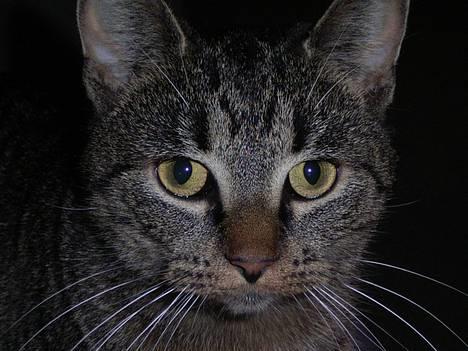 Huskat Bandit - Kigger lige på mor, nu nar hun tager et billede. Er jeg ikke flot. billede 1