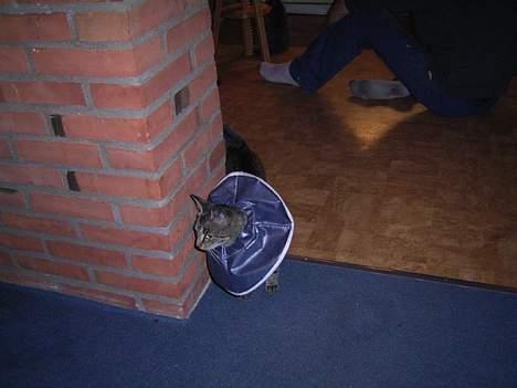 Huskat Bandit - Her er jeg lige blevet sterialiseret billede 2