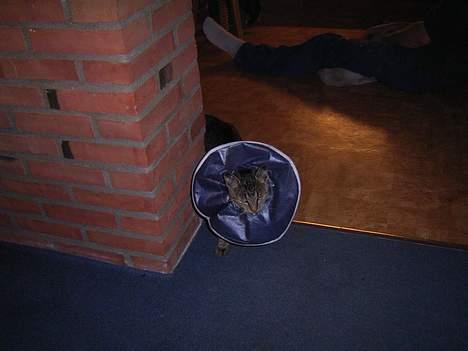 Huskat Bandit - Her er jeg lige blevet sterialiseret billede 3