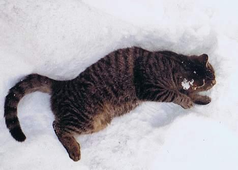 Huskat Bandit - Her leger jeg i sne for første gang. Det varr nu sjovt. billede 4