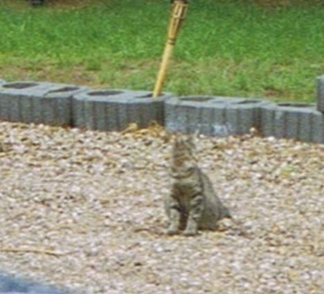 Huskat Bandit - Her viser jeg lige at dette er mit hjem. Se hvor stolt jeg er. billede 5