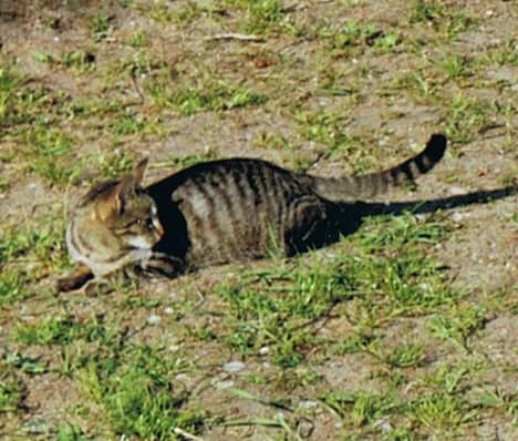 Huskat Bandit - Her får jeg mig lige en slapper, i det gode vejr billede 6