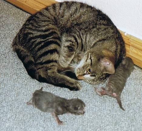 Huskat Bandit - Her har jeg slæbt mine killinger ind under sofaen, altså dette er inden jeg blev sterealiseret. billede 7