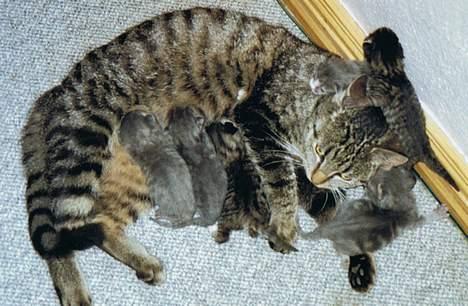 Huskat Bandit - Her har jeg slæbt mine killinger ind under sofaen, altså dette er inden jeg blev sterealiseret. billede 8