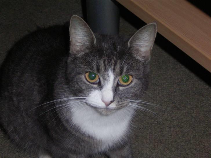 Huskat Snowie - Syntes lige du må tage et billede af mig..  billede 1