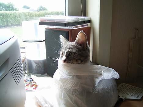 Huskat Snowie - Gemmer mig lige en pose som jeg ville lege med. billede 2