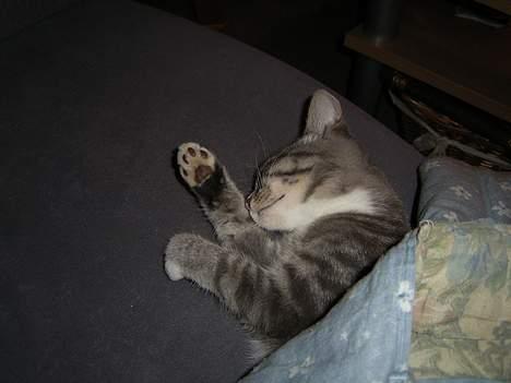 Huskat Snowie - Sover under "mors" dyne billede 3