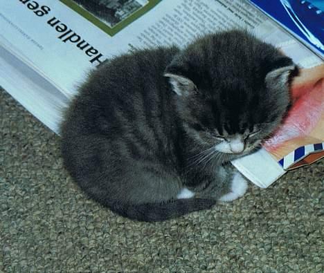 Huskat Snowie - Slapper af på nogle reklamer billede 4