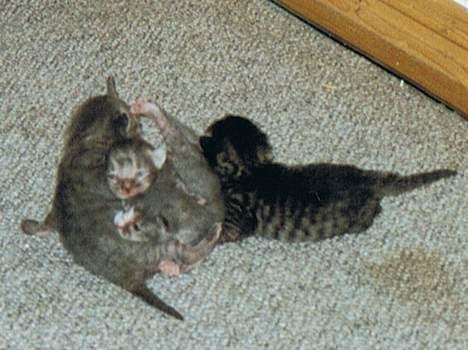 Huskat Snowie - Her er jeg kun et par dage gammel. Det er mig med den hvide snude billede 5