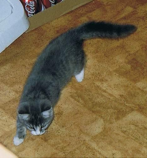 Huskat Snowie - Går lige rundt i køkkenet. billede 6