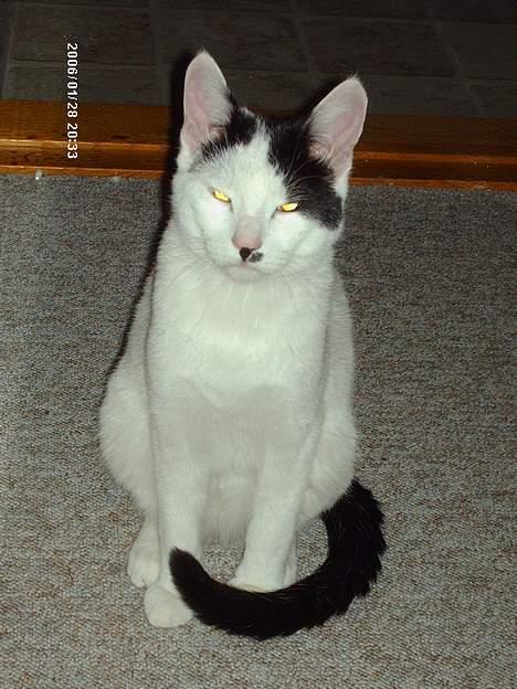 Huskat **Basse** [ himmelkat ] - "Er jeg ikke bare sød" billede 4