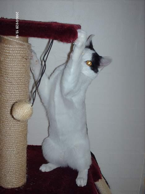 Huskat **Basse** [ himmelkat ] - "Jeg elsker bare og lege" billede 5