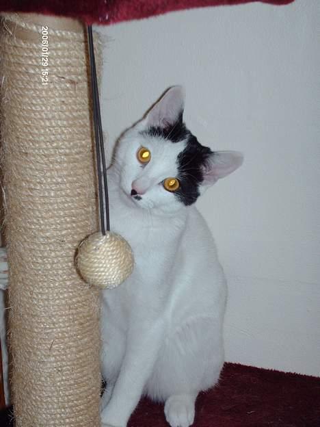 Huskat **Basse** [ himmelkat ] - "Men kan nu også se sø ud ved krassebræt" billede 6