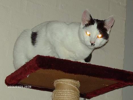 Huskat **Basse** [ himmelkat ] - "Ja, det er mig der kongen på toppen her" billede 7