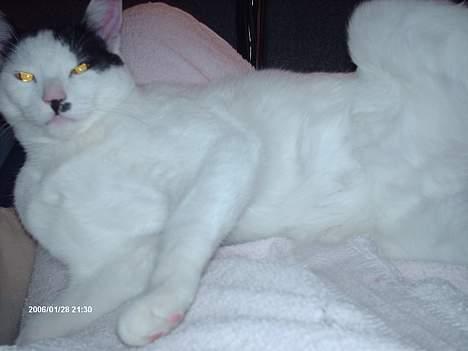 Huskat **Basse** [ himmelkat ] - " Elsker og hygge på mors ben" billede 8