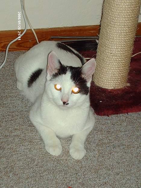 Huskat **Basse** [ himmelkat ] - "Jeg kan også godt ligge stille" billede 9