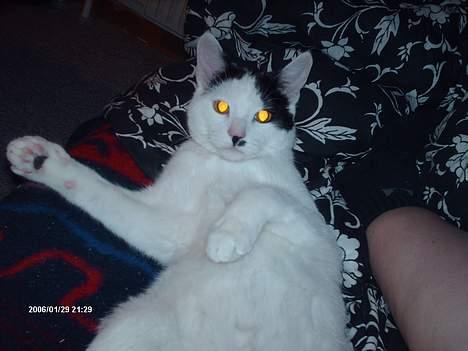 Huskat **Basse** [ himmelkat ] - "Vil du lege med mig, har klør" billede 10