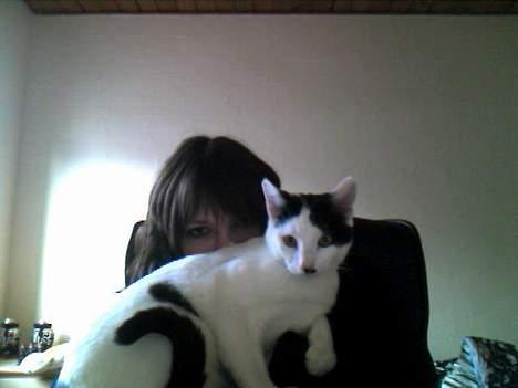 Huskat **Basse** [ himmelkat ] - "Hvorfor tager hun altid billeder af mig " billede 11