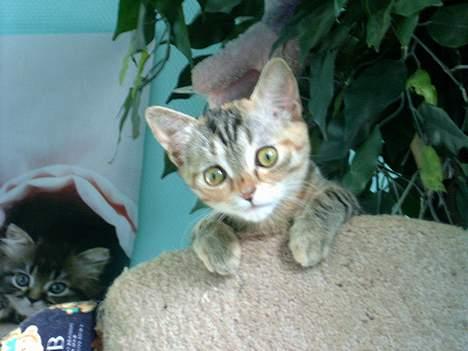 Blanding af racer swiffer billede 1