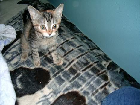 Blanding af racer swiffer billede 2