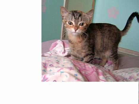 Blanding af racer swiffer billede 3