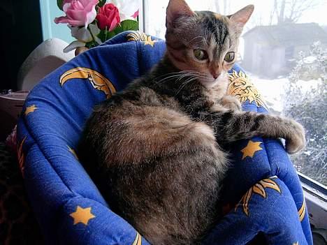 Blanding af racer swiffer billede 4