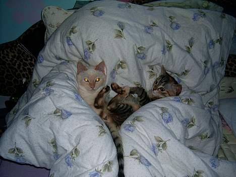 Blanding af racer swiffer billede 5