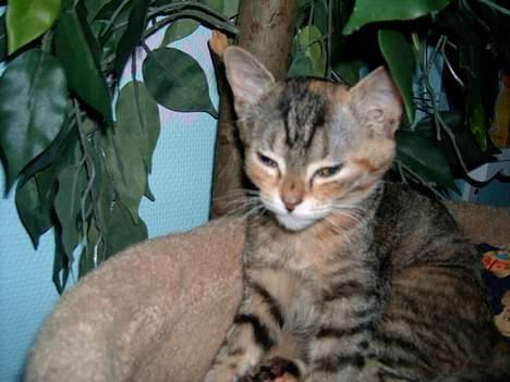 Blanding af racer swiffer billede 6