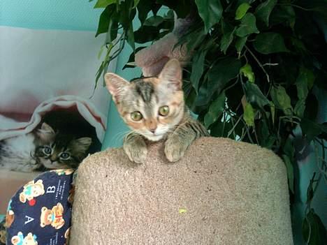 Blanding af racer swiffer billede 7