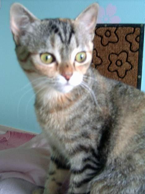 Blanding af racer swiffer billede 8