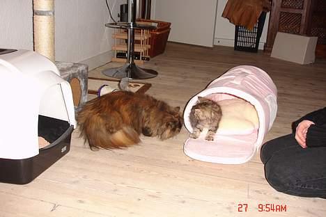 Perser Mischa - Første gang hun møder den lille uldtot :P billede 9