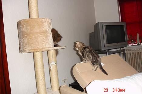 Perser Mischa - Bliv væk din lille kat det er mit kradsetræ.. billede 10