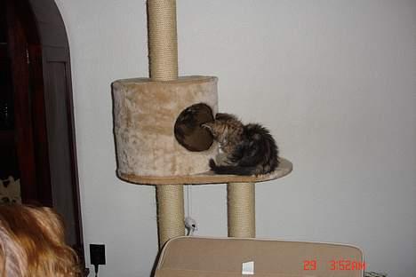 Perser Mischa - Flyt dig din lille kat! billede 11