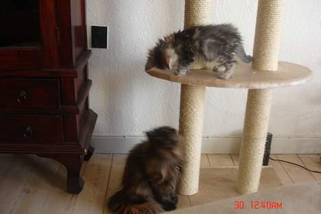 Perser Mischa billede 12