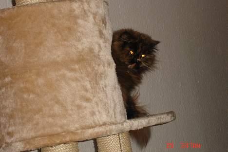 Perser Mischa billede 13